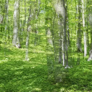 Deciduous forest with copper beech (Fagus silvatica)