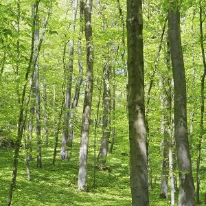 Deciduous forest with copper beech (Fagus silvatica)