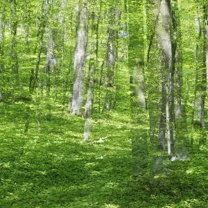 Deciduous forest with copper beech (Fagus silvatica)