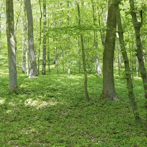Deciduous forest with copper beech (Fagus silvatica)