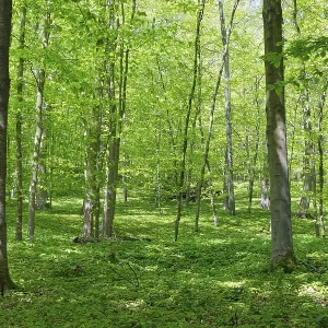 Deciduous forest with copper beech (Fagus silvatica)