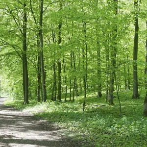 Deciduous forest with copper beech (Fagus silvatica)