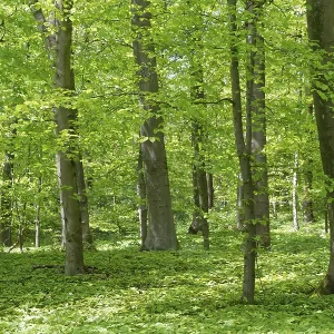 Deciduous forest with copper beech (Fagus silvatica)