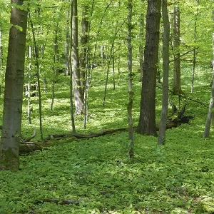 Deciduous forest with copper beech (Fagus silvatica)
