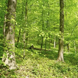Deciduous forest with copper beech (Fagus silvatica)