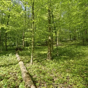 Deciduous forest with copper beech (Fagus silvatica)