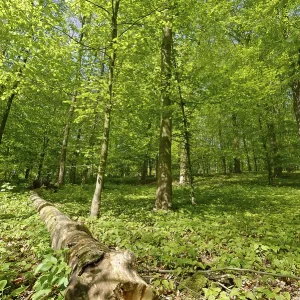 Deciduous forest with copper beech (Fagus silvatica)