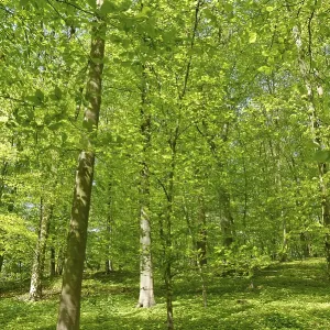 Deciduous forest with copper beech (Fagus silvatica)
