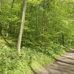 Deciduous forest with copper beech (Fagus silvatica)