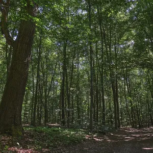 Deciduous forest with copper beech (Fagus silvatica) and red oak (Quercus rubra)