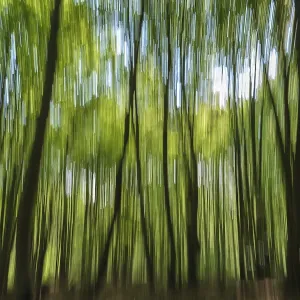 Deciduous forest with copper beeches (Fagus silvatica)