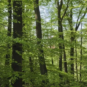 Deciduous forest with copper beeches (Fagus silvatica)