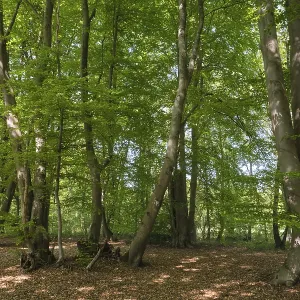 Deciduous forest with copper beeches (Fagus silvatica)