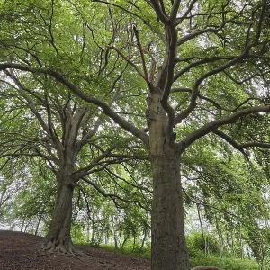 Deciduous forest with copper beeches (Fagus silvatica) Deciduous forest with copper beeches (Fagus silvatica)