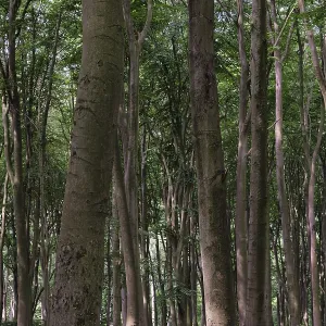 Deciduous forest with copper beeches (Fagus silvatica)