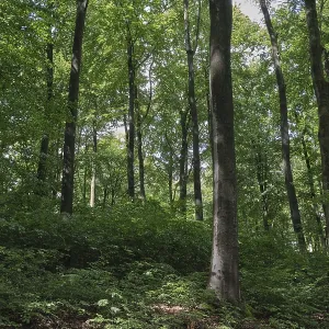 Deciduous forest with copper beeches (Fagus silvatica)