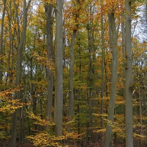 Deciduous forest with copper beeches (Fagus silvatica) in autumn