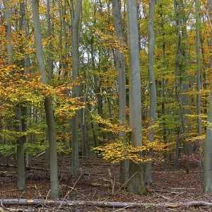 Deciduous forest with copper beeches (Fagus silvatica) in autumn