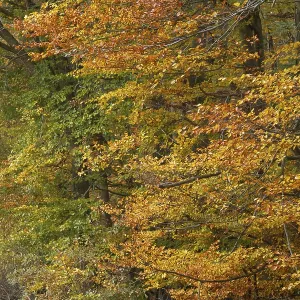 Deciduous forest with copper beeches (Fagus silvatica) in autumn