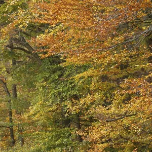 Deciduous forest with copper beeches (Fagus silvatica) in autumn