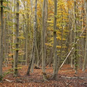 Deciduous forest with copper beeches (Fagus silvatica) in autumn