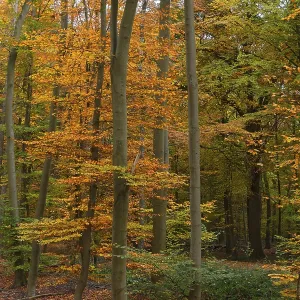 Deciduous forest with copper beeches (Fagus silvatica) in autumn