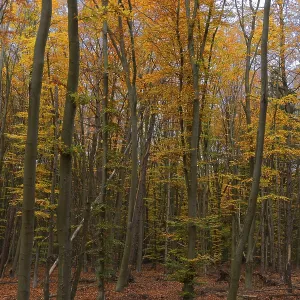 Deciduous forest with copper beeches (Fagus silvatica) in autumn
