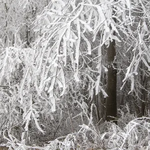 Deciduous forest covered with snow