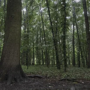 Deciduous forest with English oak (Quercus robur) Deciduous forest with English oak (Quercus robur)