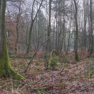 Deciduous forest with English oak (Quercus robur) Deciduous forest with English oak (Quercus robur)