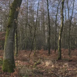 Deciduous forest with English oak (Quercus robur) Deciduous forest with English oak (Quercus robur)