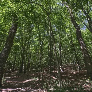 Deciduous forest with English oak (Quercus robur) and copper beech (Fagus silvatica)