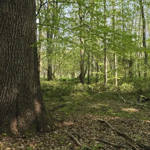 Deciduous forest with English oaks (Quercus robur)