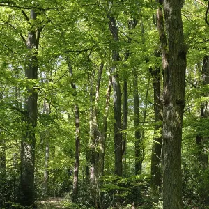 Deciduous forest with English oaks (Quercus robur)