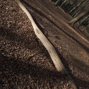 Deciduous forest floor Deciduous forest floor