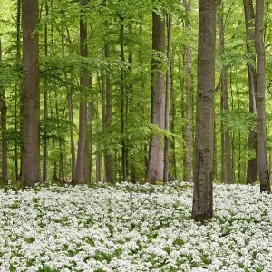Deciduous forest with flowering wild garlic (Allium ursinum)