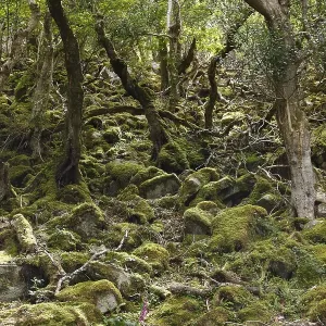 Deciduous forest in Glenveagh National Park Deciduous forest in Glenveagh National Park