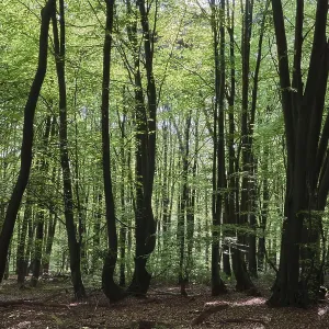 Deciduous forest of hornbeam (Fagus silvatica)