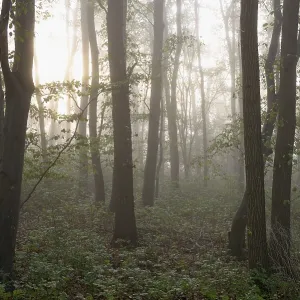 Deciduous forest, morning sun penetrates the fog
