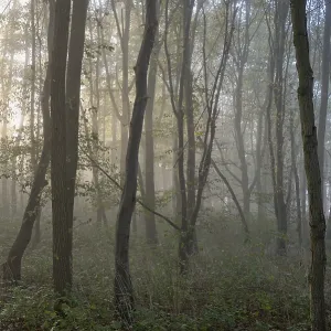 Deciduous forest, morning sun penetrates the fog