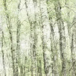 Deciduous forest, multiple exposure