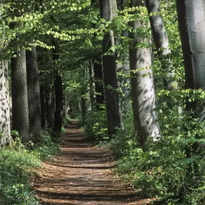 Deciduous forest path Germany