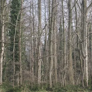 Deciduous forest with poplars (Populus) Deciduous forest with poplars (Populus)