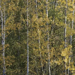 Deciduous forest with sand birch (Betula pendula) in autumn