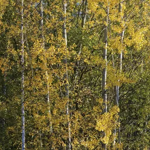Deciduous forest with sand birch (Betula pendula) in autumn