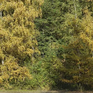 Deciduous forest with sand birch (Betula pendula) in autumn