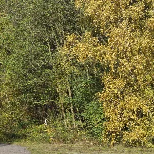 Deciduous forest with sand birch (Betula pendula) in autumn