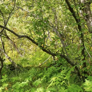 Forêt feuillue, Sud de l'Islande, Islande.