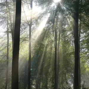 Deciduous forest in spring, fog in the forest Deciduous forest in spring, fog in the forest