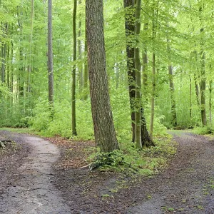 Deciduous forest in spring, hiking trail fork